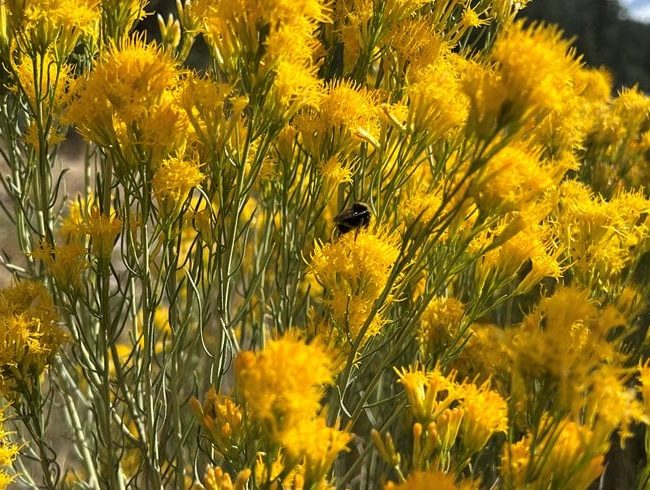 Ландшафтный дизайн: тренды 2026 - Европейская Школа Дизайна 5 Ландшафтный дизайн: тренды 2026 - Европейская Школа Дизайна 5