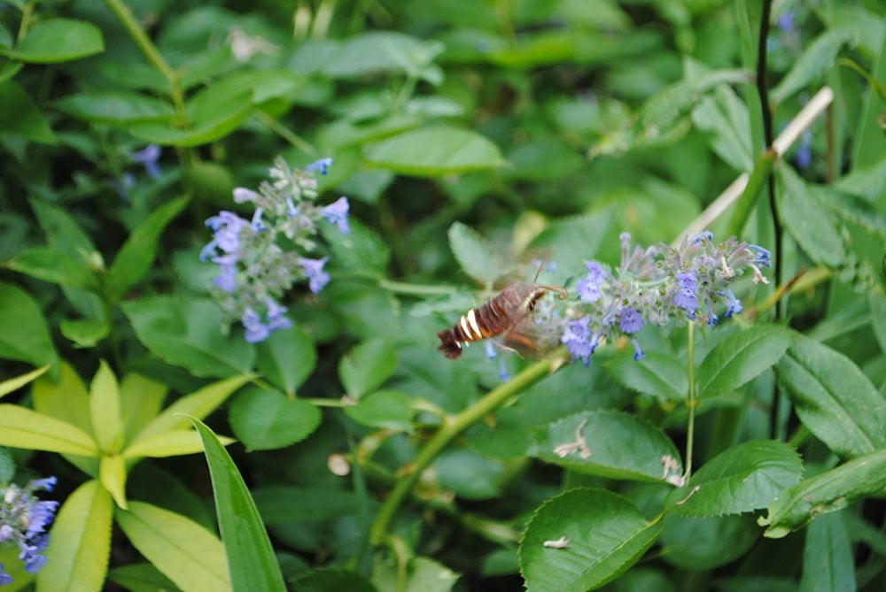 Ландшафтный дизайн: тренды 2026 - Европейская Школа Дизайна 6 Ландшафтный дизайн: тренды 2026 - Европейская Школа Дизайна 6